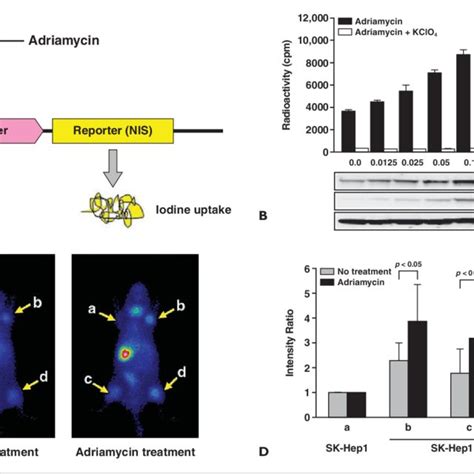 (PDF) Reporter Gene Imaging