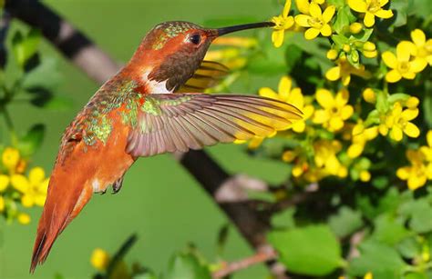 Allen's Hummingbird - American Bird Conservancy