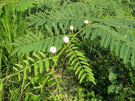 Mimosa pigra: A Notorious Invasive Tree