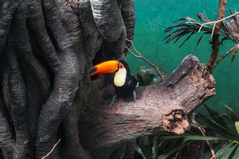 Where Does A Toucan Live? Natural Toucan Bird Habitat Facts: