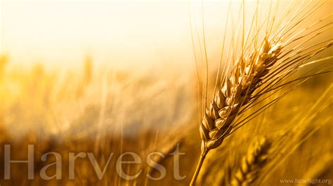 "Harvest" — PowerPoint Background of Matthew 9:37-38 Box — Heartlight®