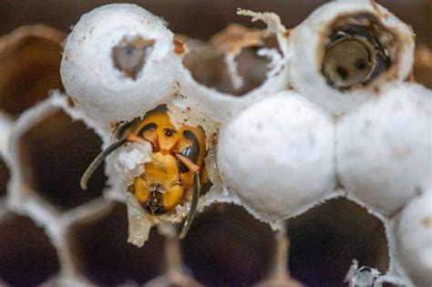 Over 500 'murder hornets' found in first Wash. state nest | KOMO