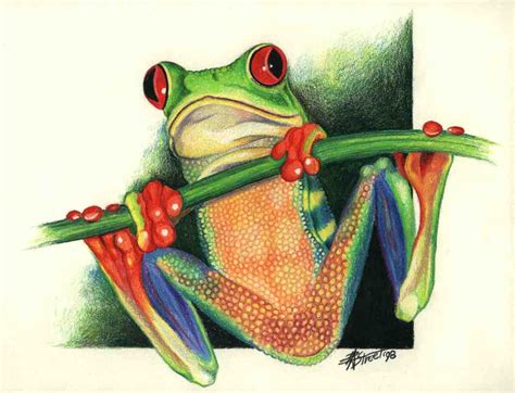 tree frog red eyed tree frog painting - Clip Art Library