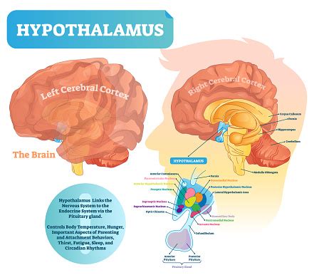 Hypothalamus Vector Illustration Labeled Diagram With Brain Part Structure Stock Illustration ...