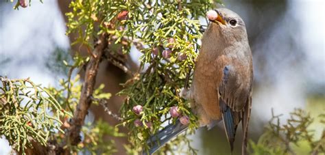 Which type of bird feeder is best? 6 types for 4 seasons