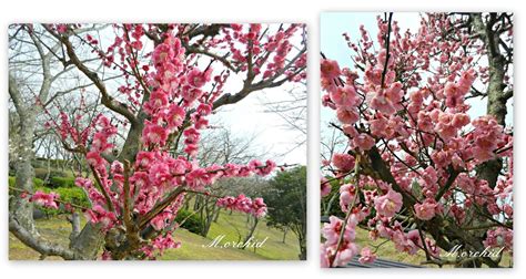 Orchid's Daily Voice (Home Page): Japanese Apricot Tree;