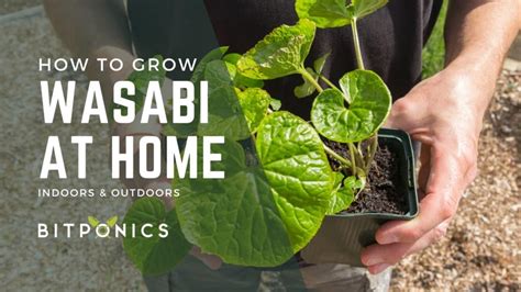 How to Grow Wasabi Inside or Outdoors (The Complete Guide)