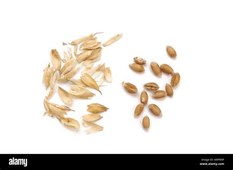 grains of wheat and chaff Stock Photo, Royalty Free Image: 16569069 - Alamy