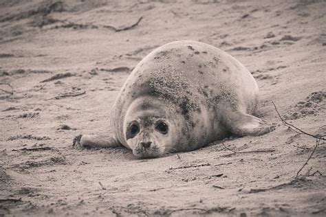 Seal Gray Helgoland - Free photo on Pixabay