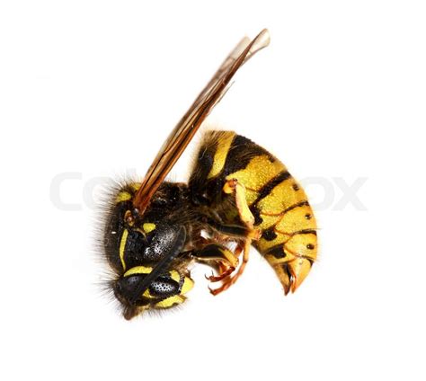 Dead Wasp. Wasp that has died of being sprayed with poison | Stock ...