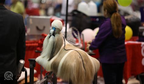 The Pet Grooming Shows & Conventions You Need to Attend This Year - QC Pet Studies