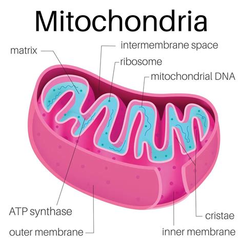 mitocondrias es un orgánulo encontró en el células. 21775898 Vector en ...