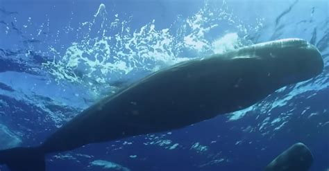 Sperm Whales Identify Each Other Through Symbolic Sounds Called "Aural ...