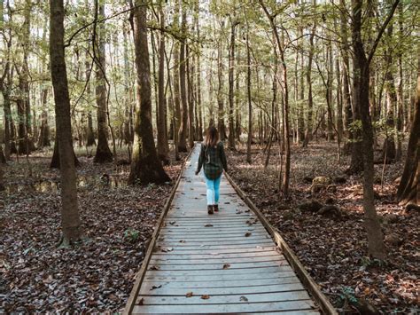 Congaree National Park Travel Guide • Dalton's Destinations