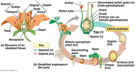 Angiosperm Life Cycle Pearson