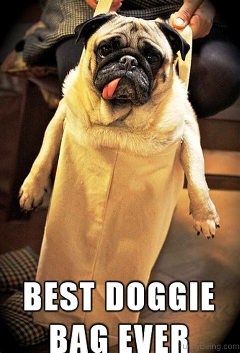 100 Hilarious Pug Memes Pictures