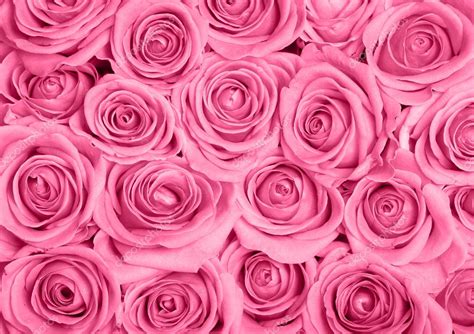 Pink roses Stock Photo by ©jrp_studio 8123021