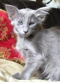 Oriental Longhair Cat Info, Temperament, Care, Training, Pictures | Cat ...