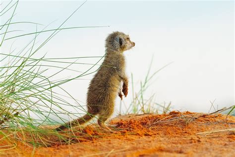 Baby Meerkat Standing On Red Sand Dune • Meerkat Images