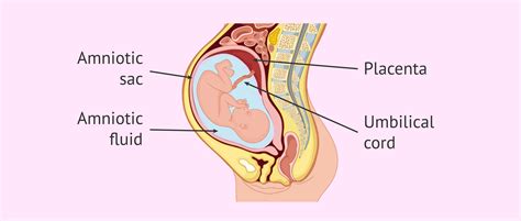 Amniotic fluid: what is it and what is it used for in pregnancy?