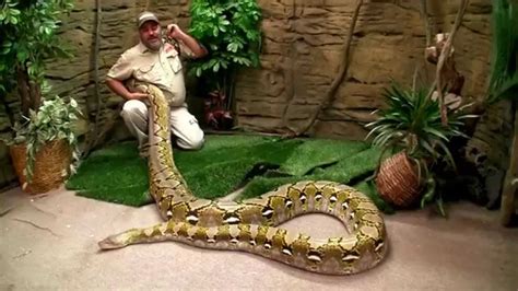 World Record Reticulated Python