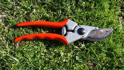 Tools for pruning fruit trees - Greg Alder's Yard Posts: Southern ...