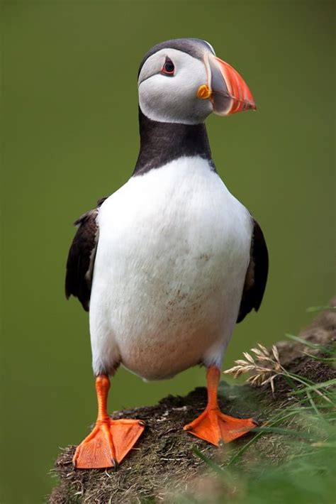 Faroe Islands tourism. Atlantic Puffin with webbed feet. A puffin standing front on, Mykines ...