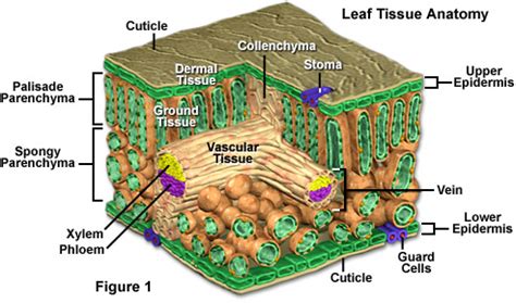 Wikipedia:Featured picture candidates/Leaf tissue structure - Wikipedia ...