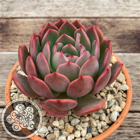 Echeveria Glam Pink – Succulents Australia Sales