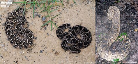 The phenotypic variability of the Genus Bitis Gray 1842, with remarks ...