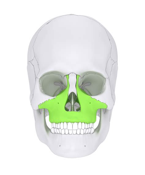 Maxilla - Forest & Ray - Dentists, Orthodontists, Implant Surgeons