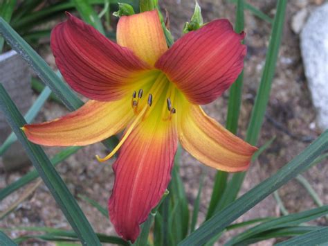 Hybridizing Daylilies | Harbour Breezes Daylilies and Japanese Iris at ...