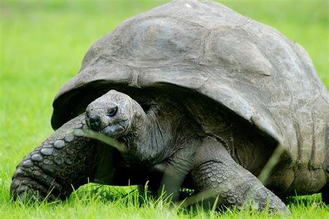 Healthy Diet Helps 183-Year-Old Tortoise Feel Young Again