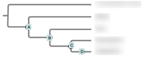 simplified Phylogenetic tree- plants Diagram | Quizlet