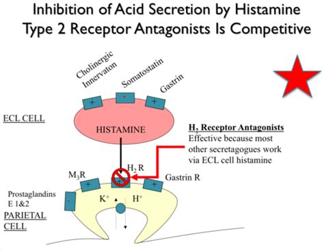 H2 Receptor Antagonists Flashcards | Quizlet