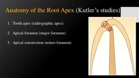 1. Tooth apex (radiographic apex) 2. Apical foramen (major foramen) 3 ...