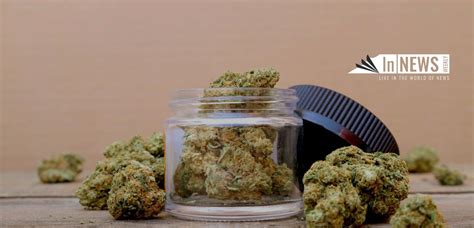 Cannabis Strains: Best Benefits of Indica - In NewsWeekly