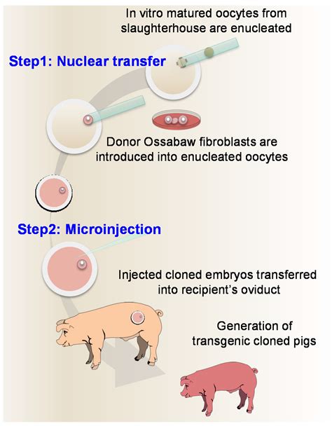 IJMS | Free Full-Text | Somatic Cell Nuclear Transfer Followed by CRIPSR/Cas9 Microinjection ...