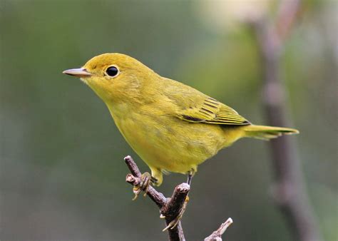 Birding with Lisa de Leon: Small Yellow Birds In Newfoundland