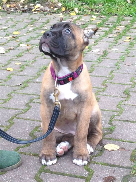 Fawn cane corso puppy female 2 month old Rihanna z Machova Kraje Pia ...