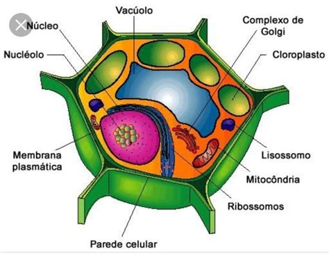 Introducir 80+ imagen modelo de celula vegetal en 3d - Abzlocal.mx