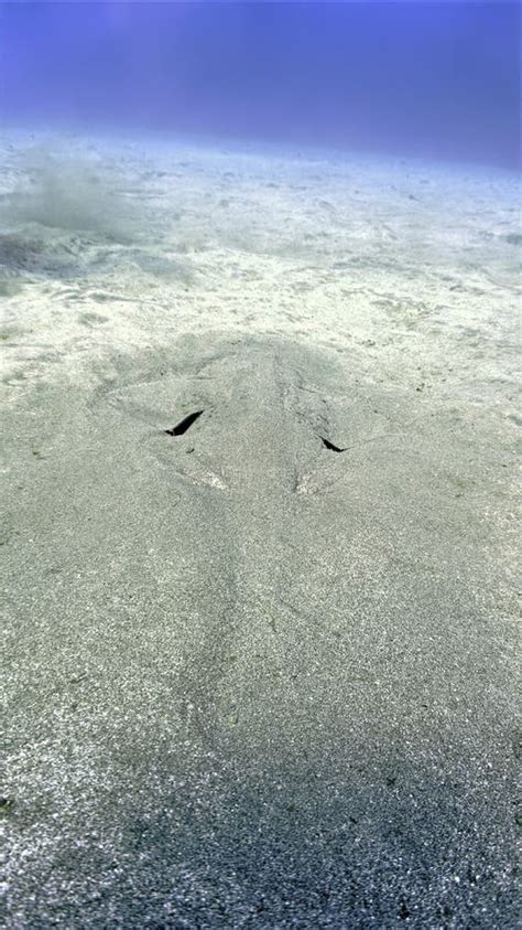 Angel Shark in Camouflage at the Bottom of the Sea Stock Image - Image of ocean, hunting: 251161489