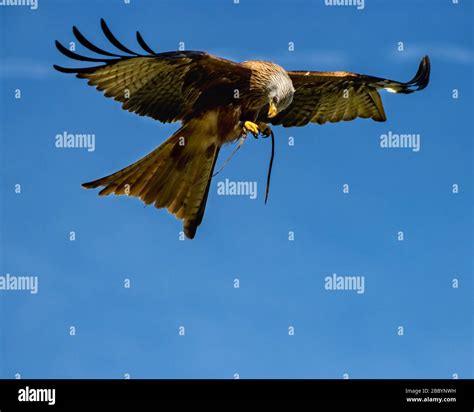 birds of prey at a falconry centre Stock Photo - Alamy