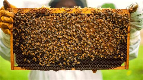 Beekeeping Starter Kit: Essential Supplies You Need To Get Started