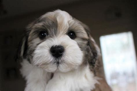 Chocolate Havanese puppy, Chocolate Havanese puppy for sale, Chocolate Havanese | Havanese ...