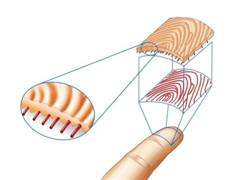 Fingerprint recognition | iDentyTech Solutions