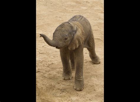 'Missoula' New Puma Cub Makes Debut at Berlin Zoo | HuffPost