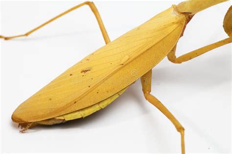 Yellow Praying Mantis on White Background Stock Photo - Image of devouring, insects: 153542458