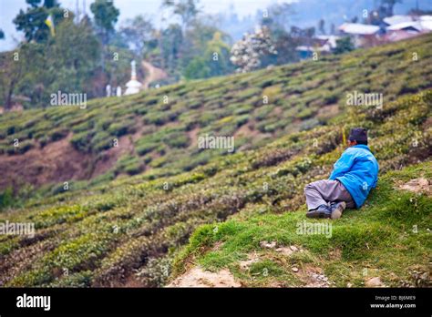 Tea plantation in Darjeeling, India Stock Photo - Alamy