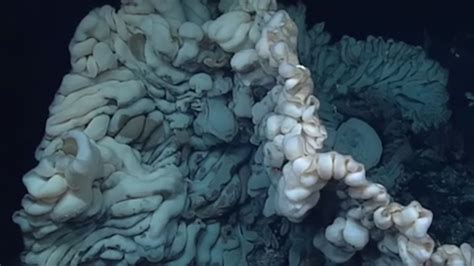 Enormous Sea Sponge May Be the Oldest Animal on Earth | Mental Floss